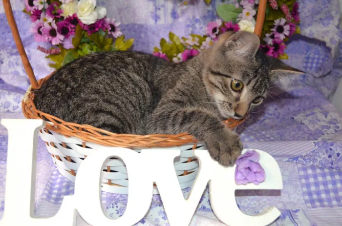 Gato ra a SRD idade 2 a 6 meses nome RAJ
