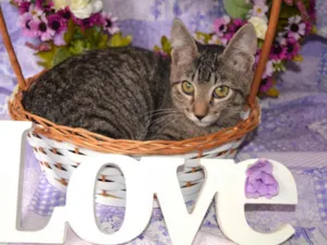 Gato raça SRD idade 2 a 6 meses nome RAJ