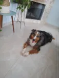 Nala