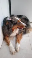 Nala