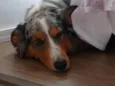 Nala