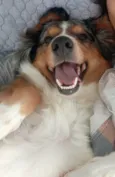 Nala