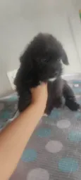 Belinha 