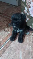 Belinha 