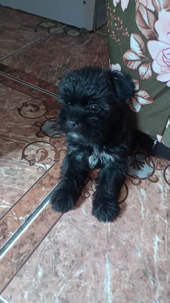 Cachorro ra a Misturada . Shitzu com vira lata  idade Abaixo de 2 meses nome Belinha 