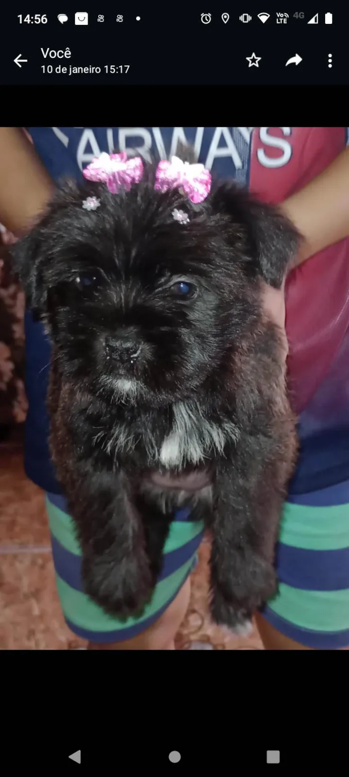Cachorro ra a Misturada . Shitzu com vira lata  idade Abaixo de 2 meses nome Belinha 