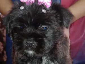 Cachorro raça Misturada . Shitzu com vira lata  idade Abaixo de 2 meses nome Belinha 