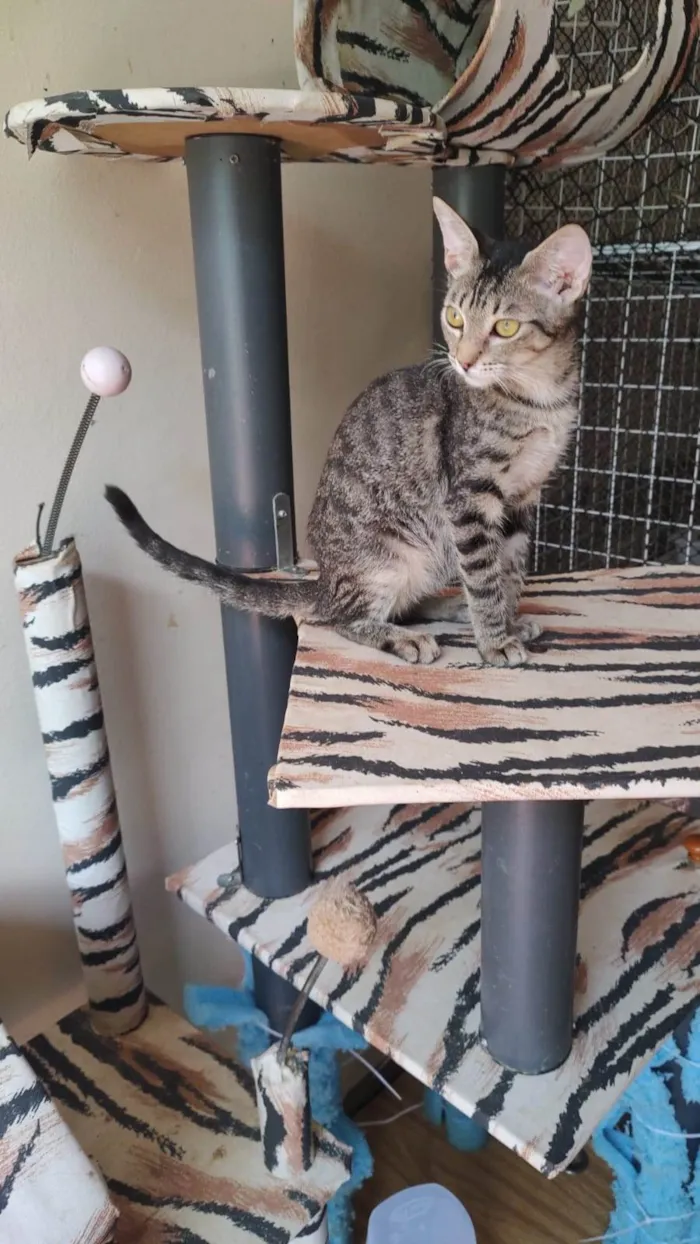 Gato ra a Srd idade 2 a 6 meses nome Docinho 