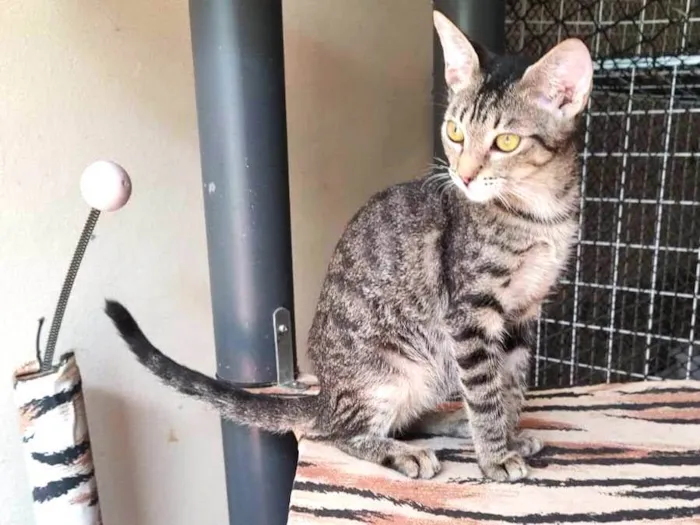 Gato ra a Srd idade 2 a 6 meses nome Docinho 
