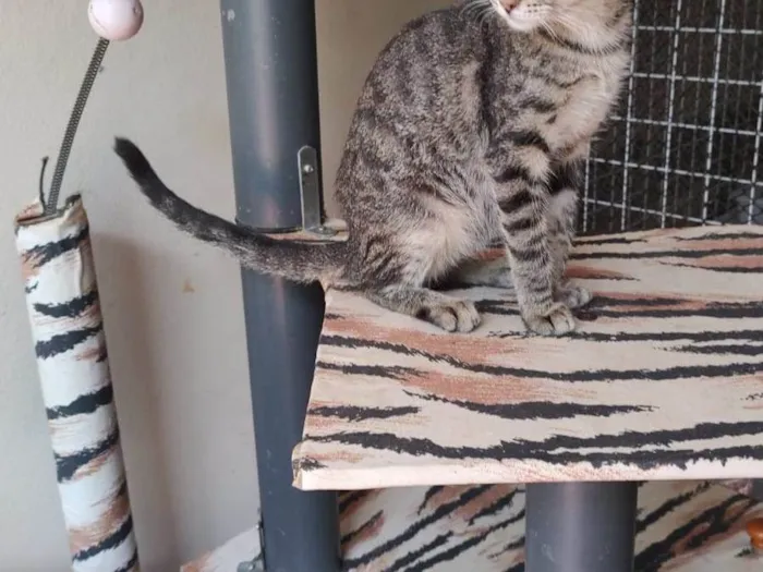 Gato ra a Srd idade 2 a 6 meses nome Docinho 
