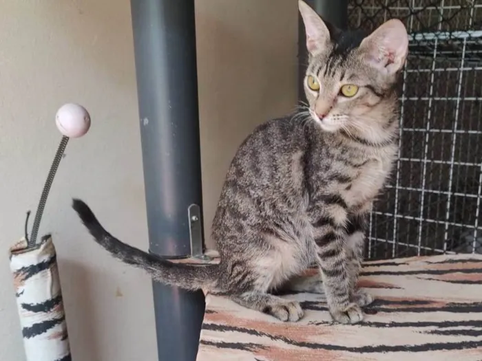Gato ra a Srd idade 2 a 6 meses nome Docinho 