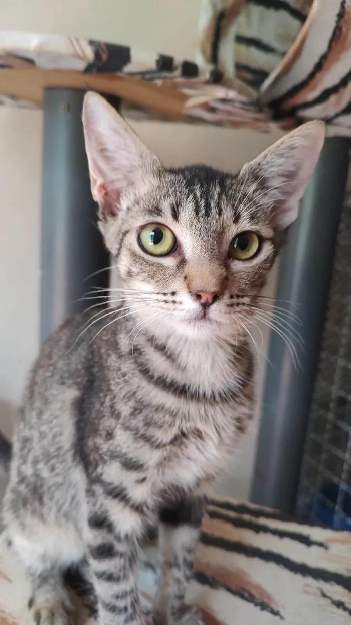 Gato ra a Srd idade 2 a 6 meses nome Docinho 