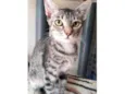 Docinho 
