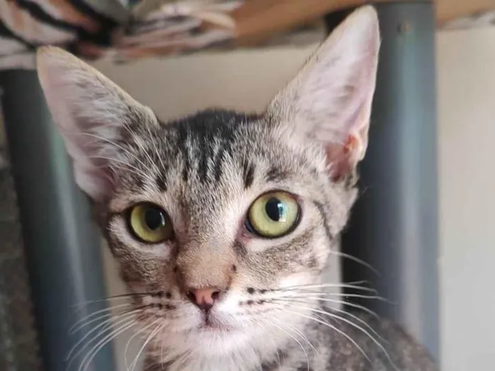 Gato ra a Srd idade 2 a 6 meses nome Docinho 