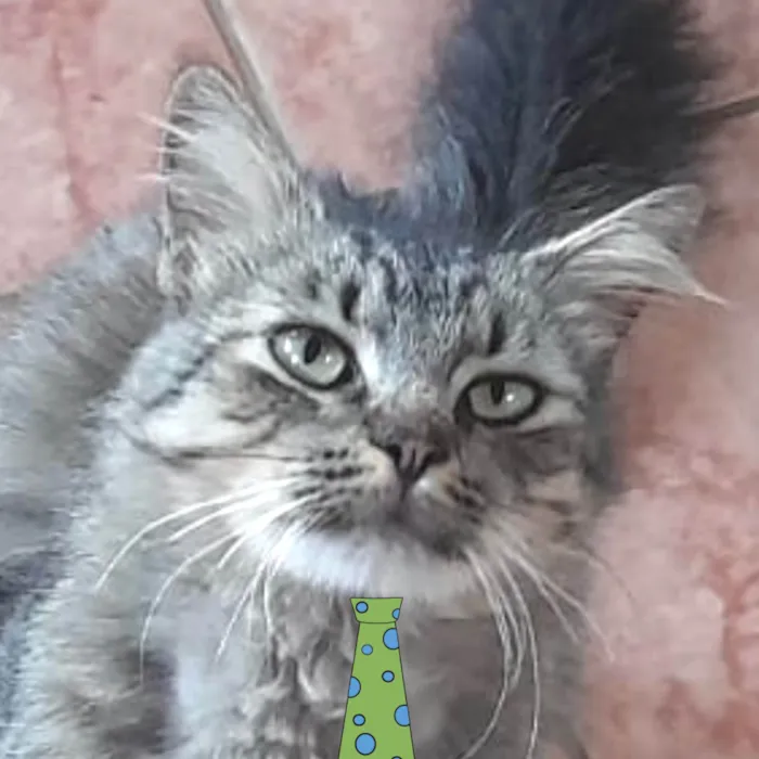 Gato ra a Mestico  idade 7 a 11 meses nome Garfield 