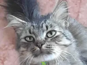 Gato raça Mestico  idade 7 a 11 meses nome Garfield 