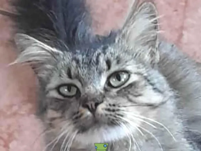 Gato ra a Mestico  idade 7 a 11 meses nome Garfield 