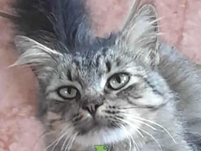 Gato ra a Mestico  idade 7 a 11 meses nome Garfield 