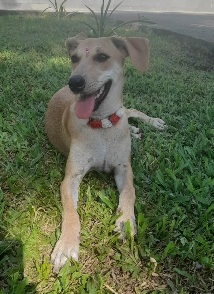 Cachorro ra a SRD-ViraLata idade 7 a 11 meses nome Mel