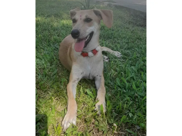 Cachorro ra a SRD-ViraLata idade 7 a 11 meses nome Mel