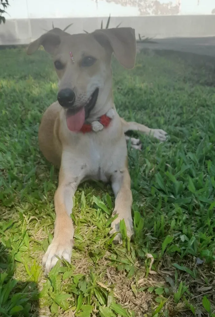 Cachorro ra a SRD-ViraLata idade 7 a 11 meses nome Mel