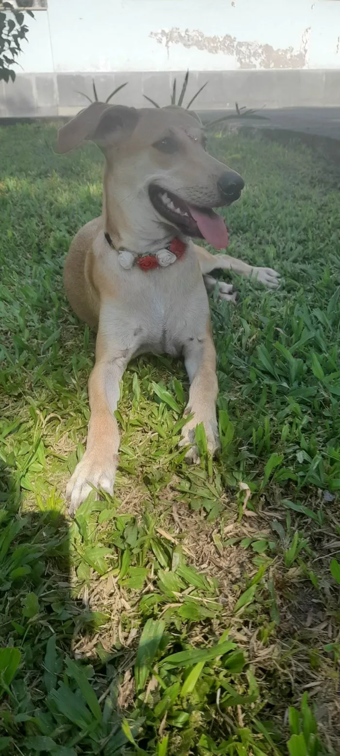 Cachorro ra a SRD-ViraLata idade 7 a 11 meses nome Mel