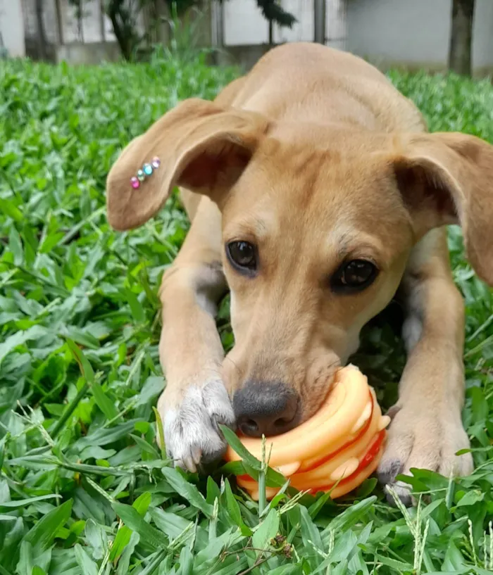 Cachorro ra a SRD-ViraLata idade 7 a 11 meses nome Mel