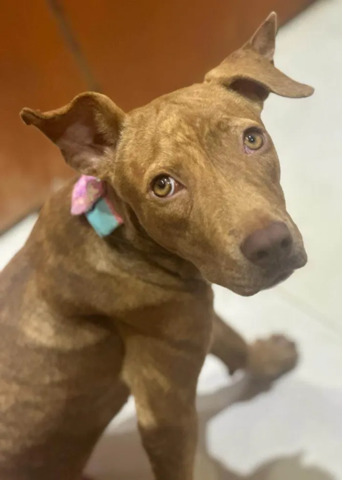 Cachorro ra a Mestiça de pitbull idade 7 a 11 meses nome Pantera