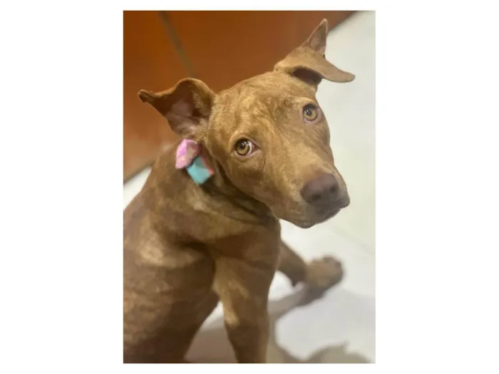 Cachorro ra a Mestiça de pitbull idade 7 a 11 meses nome Pantera