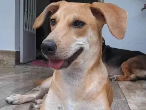 Cachorro raça SRD-ViraLata idade 7 a 11 meses nome Mel