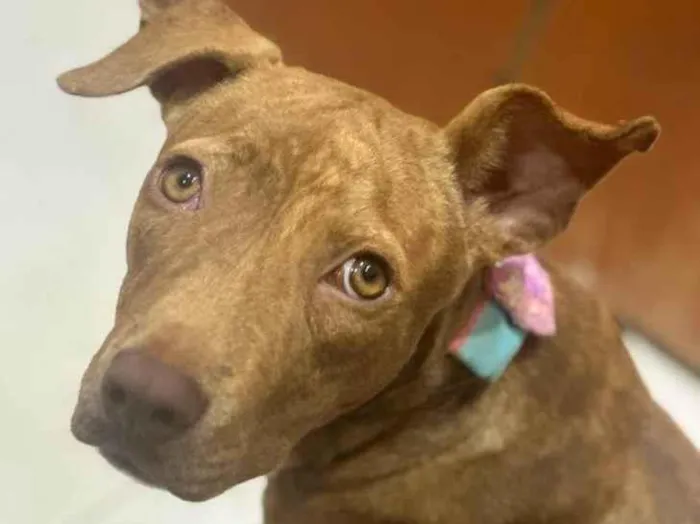 Cachorro ra a Mestiça de pitbull idade 7 a 11 meses nome Pantera