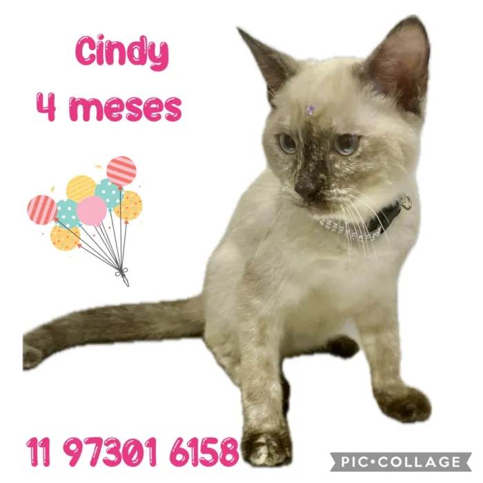 Gato ra a Srd idade 2 a 6 meses nome Cindy