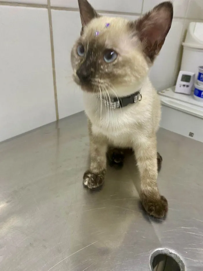 Gato ra a Srd idade 2 a 6 meses nome Cindy