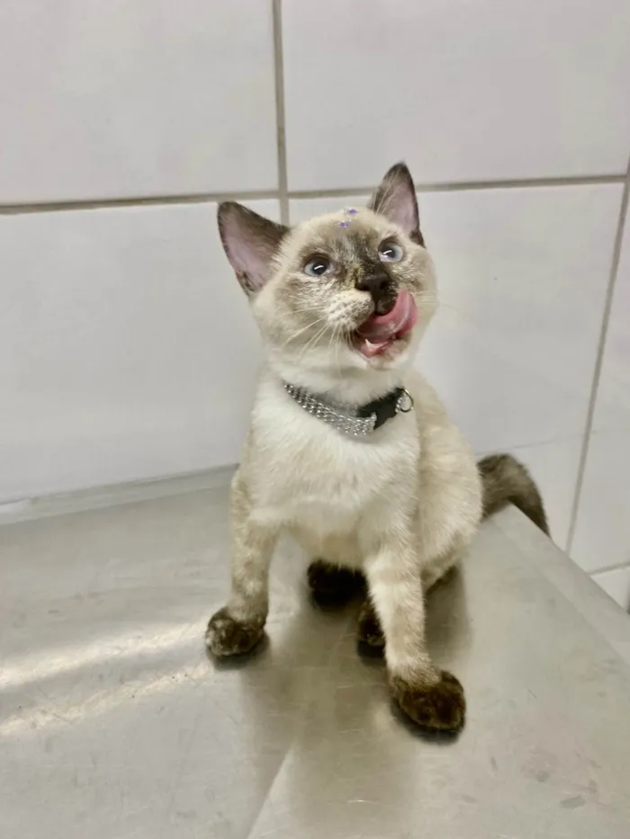 Gato ra a Srd idade 2 a 6 meses nome Cindy