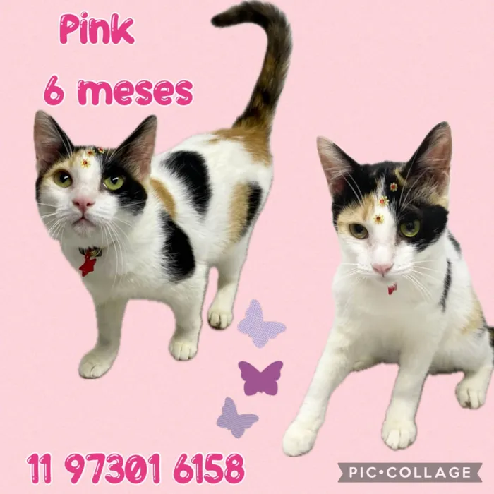 Gato ra a Srd idade 2 a 6 meses nome Pink