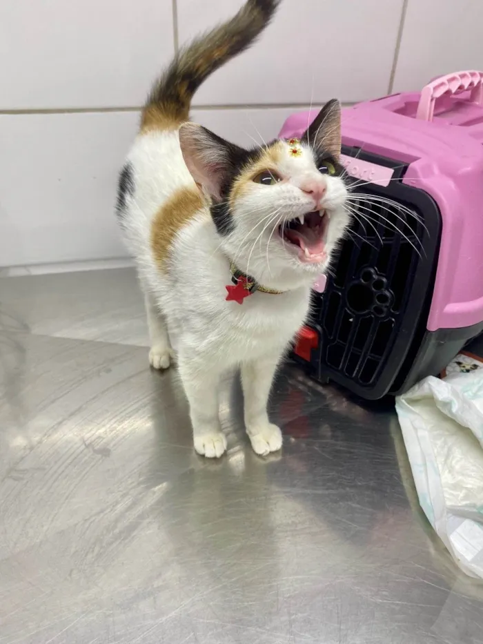 Gato ra a Srd idade 2 a 6 meses nome Pink