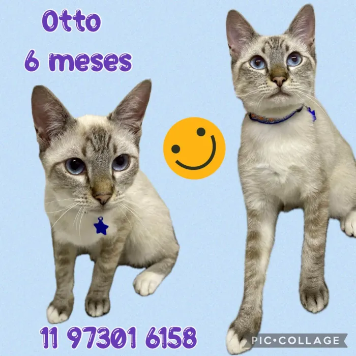 Gato ra a Srd idade 2 a 6 meses nome Otto