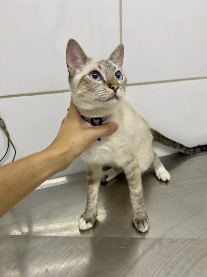 Gato ra a Srd idade 2 a 6 meses nome Otto
