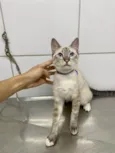 Otto