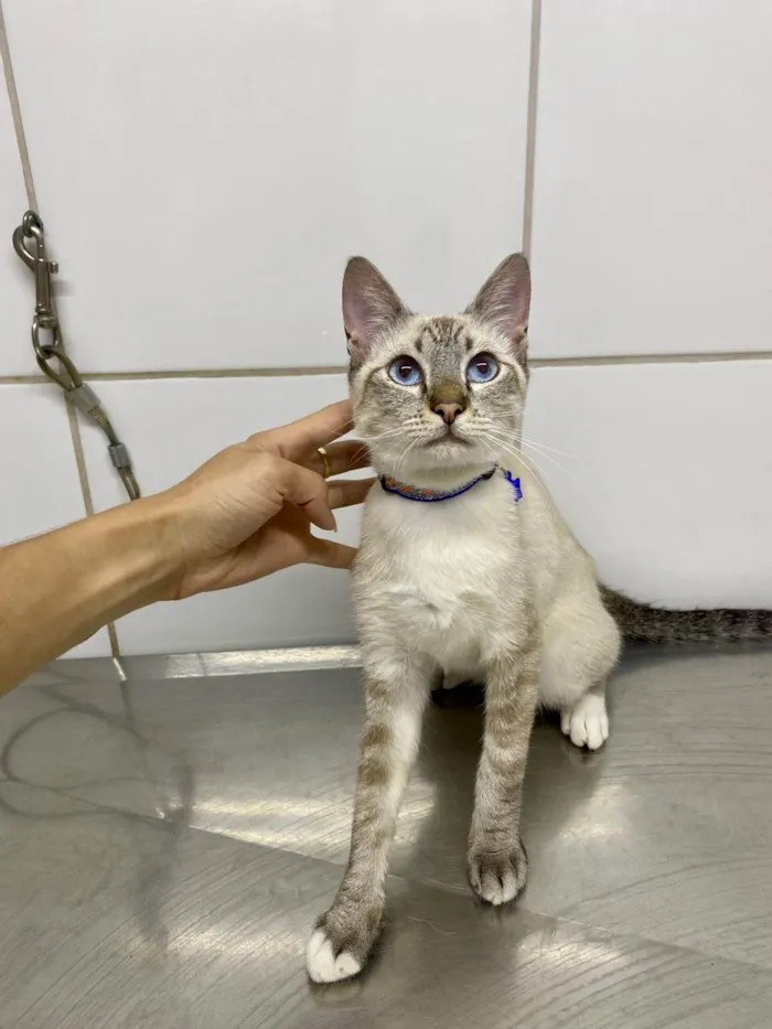 Gato ra a Srd idade 2 a 6 meses nome Otto