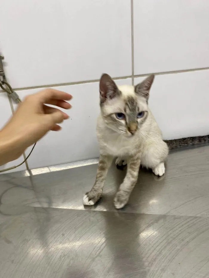 Gato ra a Srd idade 2 a 6 meses nome Otto