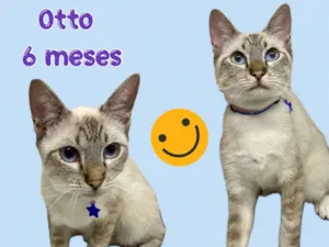 Gato raça Srd idade 2 a 6 meses nome Otto