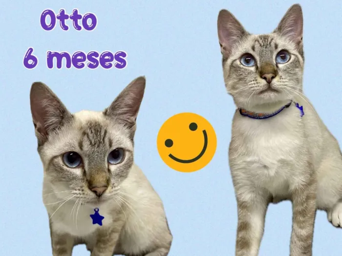 Gato ra a Srd idade 2 a 6 meses nome Otto