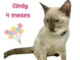 Cindy
