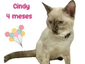 Gato raça Srd idade 2 a 6 meses nome Cindy