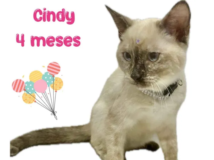 Gato ra a Srd idade 2 a 6 meses nome Cindy
