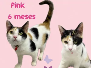 Gato raça Srd idade 2 a 6 meses nome Pink