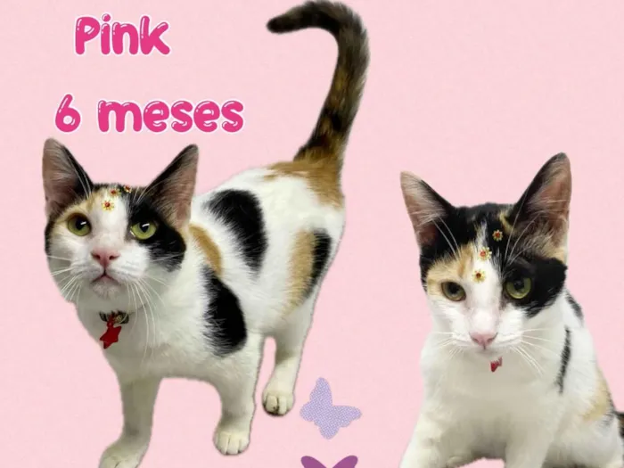 Gato ra a Srd idade 2 a 6 meses nome Pink