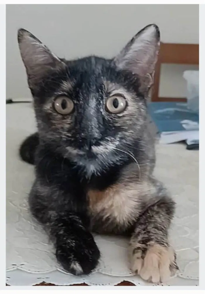 Gato ra a srd escaminha rosét  idade 7 a 11 meses nome CACAU