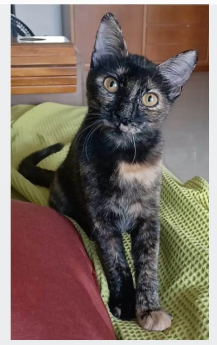 Gato ra a srd escaminha rosét  idade 7 a 11 meses nome CACAU